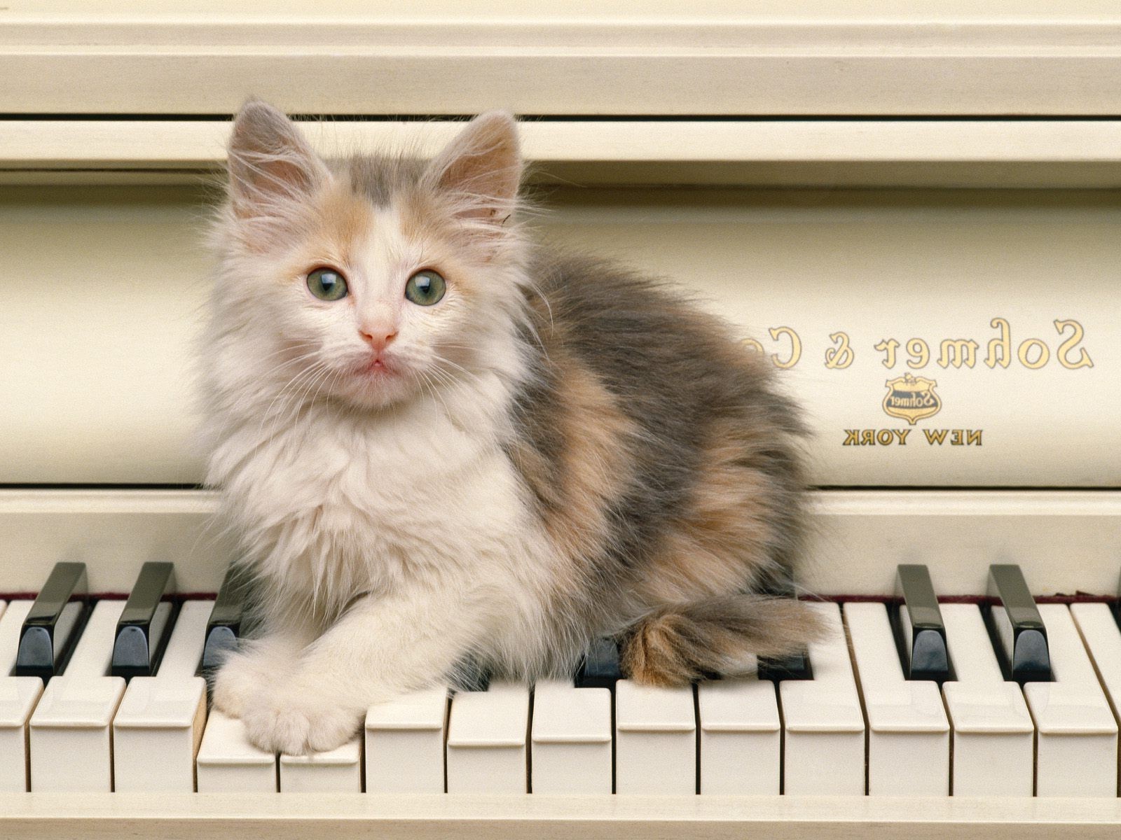 gatos piano lindo gato gatito armonía pelaje raya mamífero