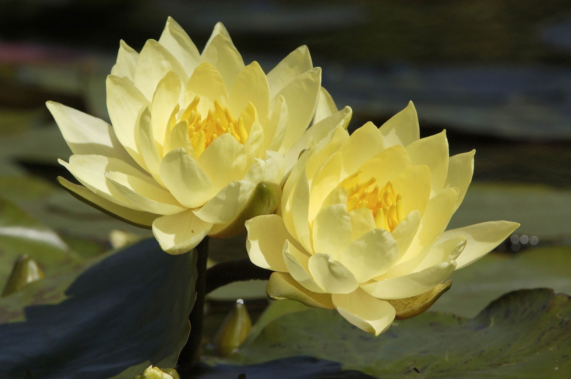 lírios lótus piscina flor folha flora natureza blooming jardim pétala nenúfar botânico verão água zen floral meditação