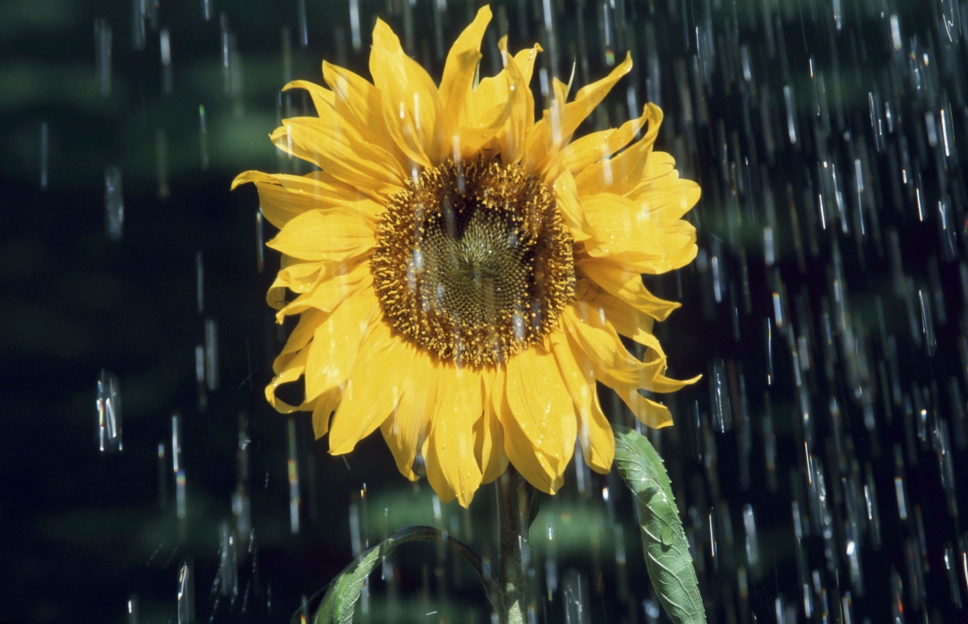 girasoli natura flora estate fiore giardino foglia brillante crescita colore girasole