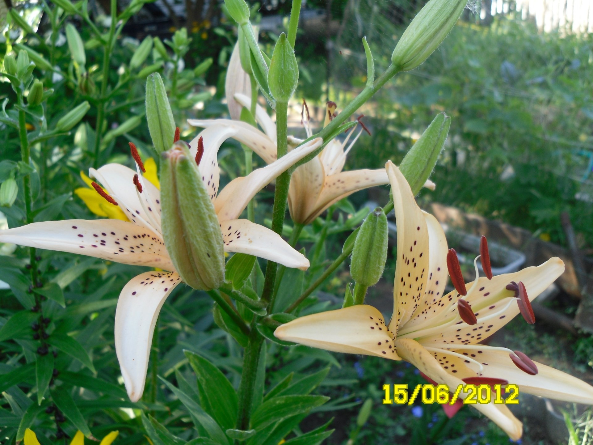 fleurs nature été feuille fleur flore en plein air lumineux