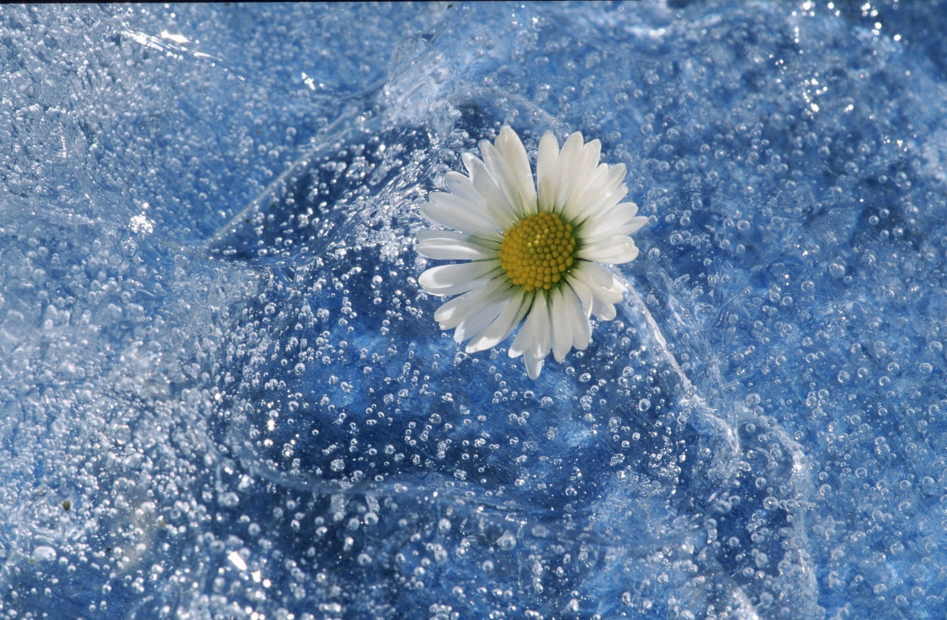 fleurs dans l eau neige hiver gel nature froid flocon de neige saison congelé bureau lumineux à l extérieur météo glace