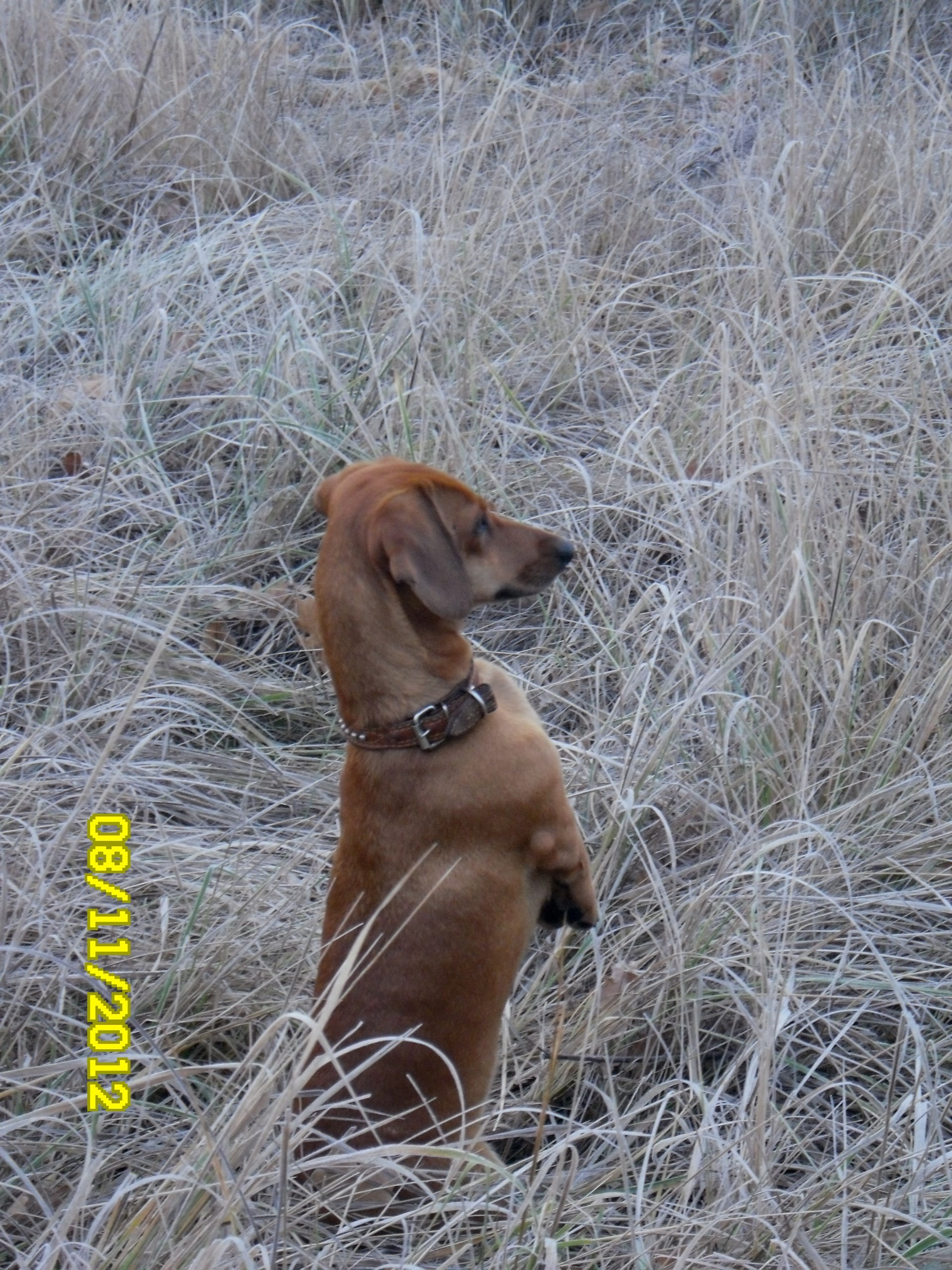 animaux en plein air herbe nature mignon chien hiver mammifère fourrure animal