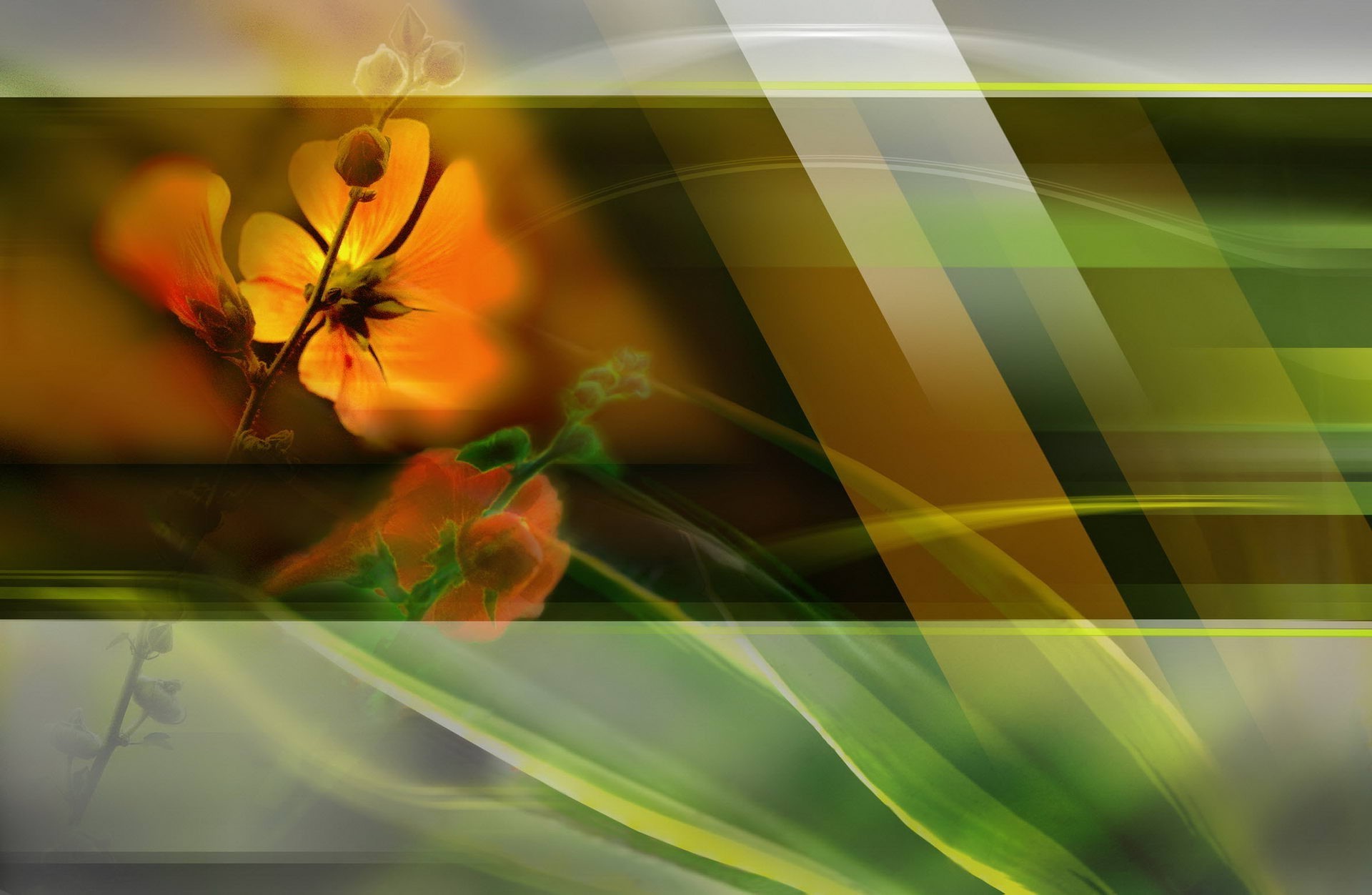 abstract and graphics abstract blur color desktop flower nature art graphic