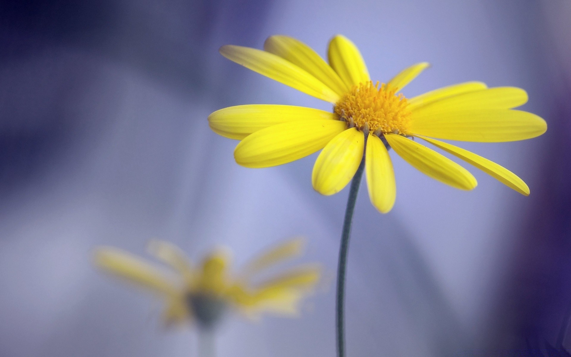 macro nature fleur flore été croissance lumineux couleur pétale jardin feuille gros plan marguerites