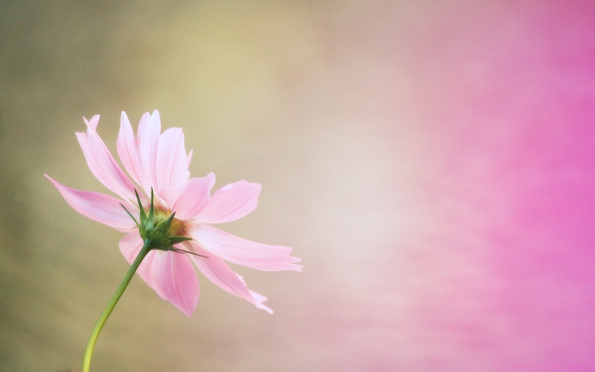 macro flower nature summer bright leaf flora petal garden