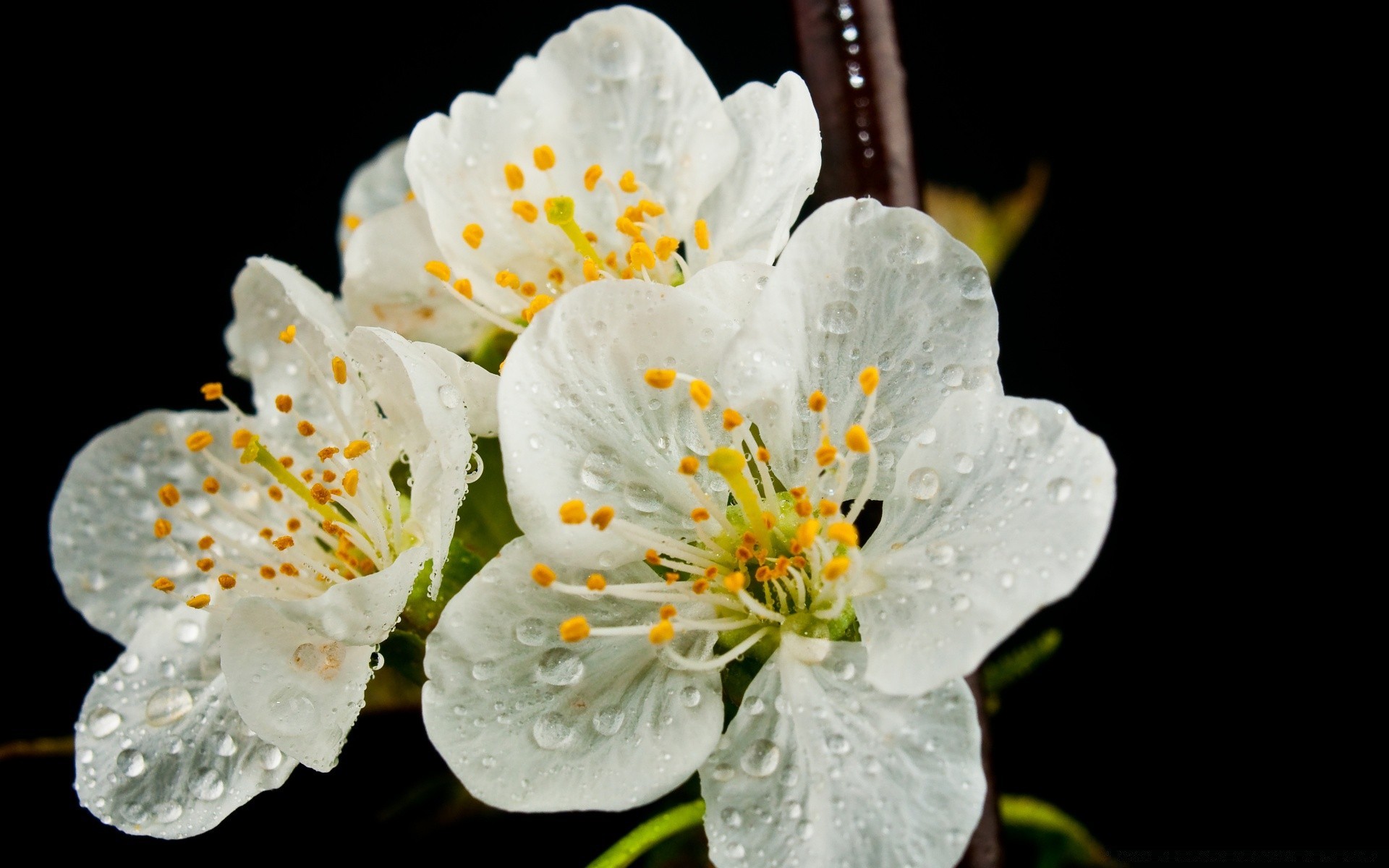 macro flower nature flora leaf petal summer blooming outdoors growth