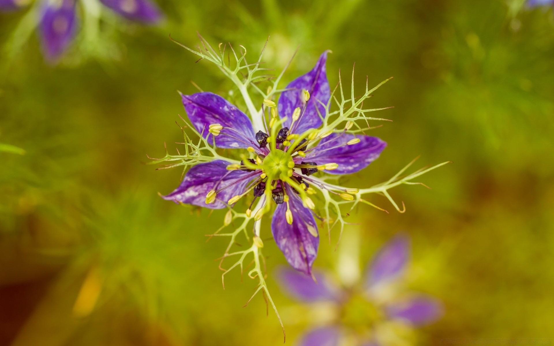 makro fotoğrafçılığı doğa çiçek flora yakın çekim yaz renk çimen bahçe vahşi çiçek parlak açık havada güzel sezon yaprak küçük büyüme saman otu