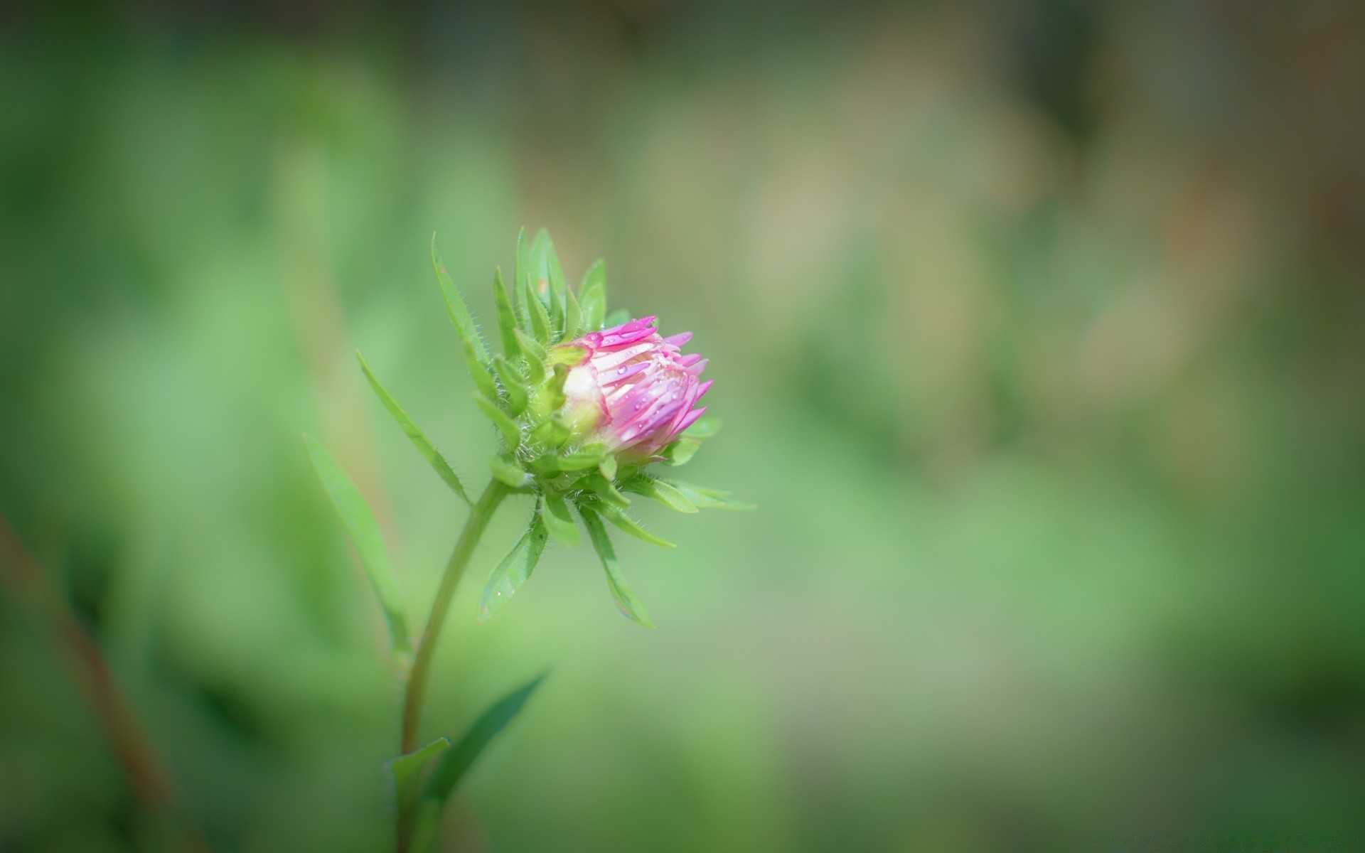 macro naturaleza flor hoja verano flora jardín hierba primer plano crecimiento heno campo brillante al aire libre bluming medio ambiente color pétalo salvaje