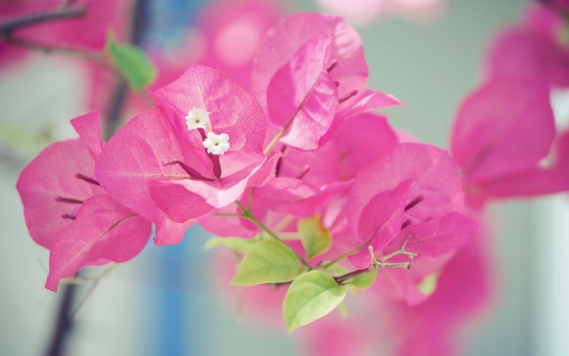 微距摄影 花卉 自然 植物群 叶 花园 夏天 花瓣 盛开 明亮 美丽 颜色 成长 花卉 爱 招标 特写 复活节