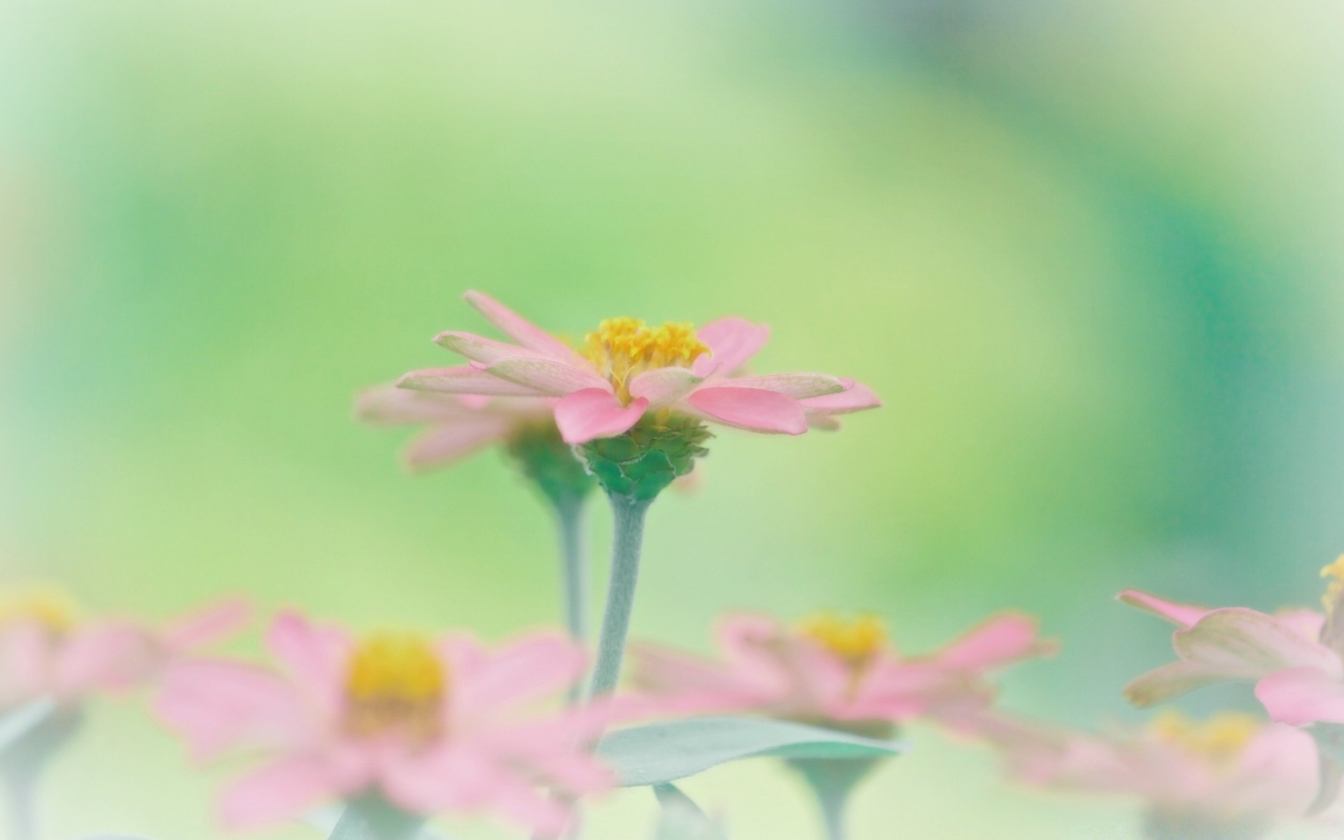 macro nature summer flower leaf flora growth bright outdoors garden grass fair weather blur