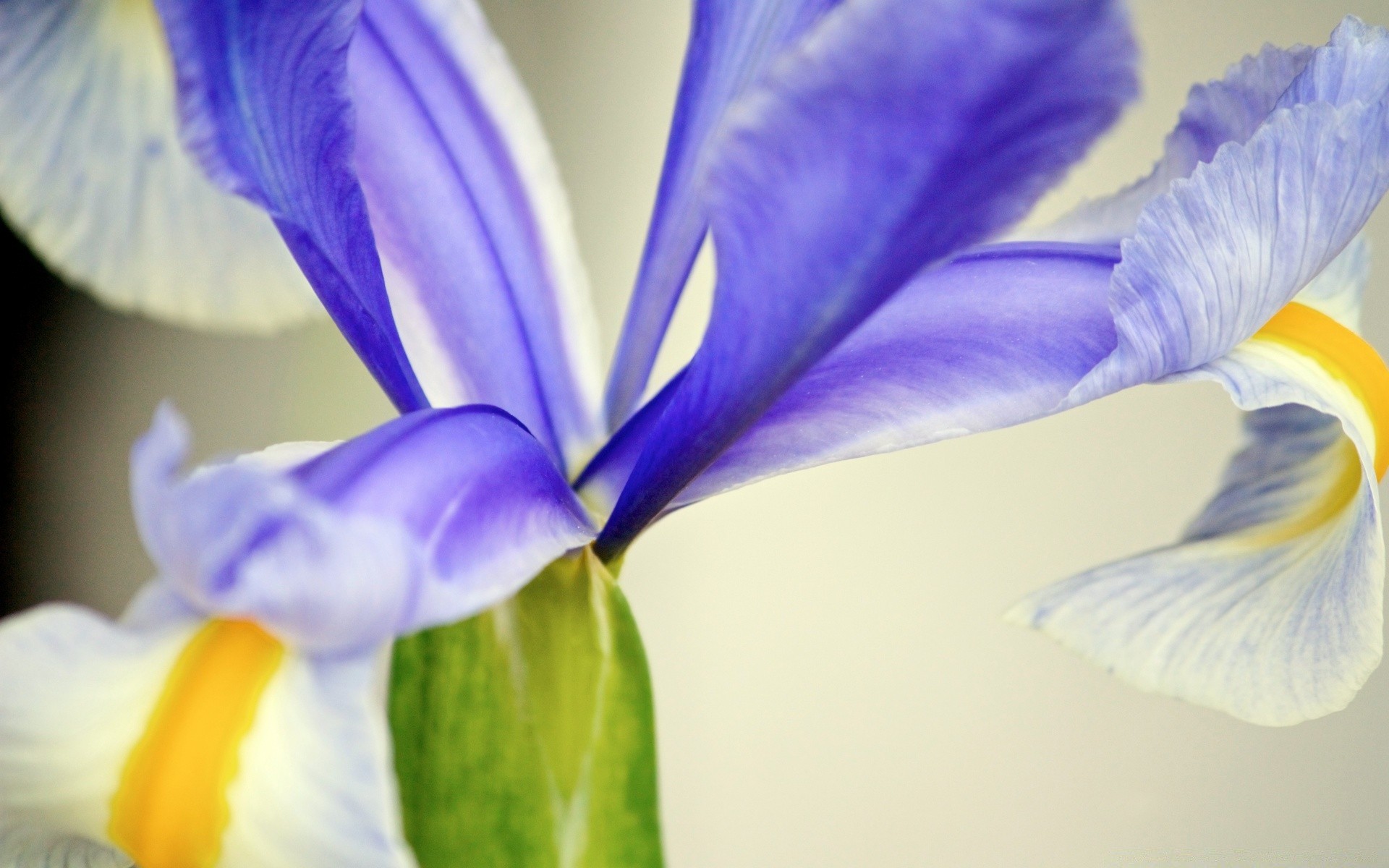 makro fotoğrafçılığı çiçek doğa yaprak flora güzel renk bulanıklık yaz çiçek petal parlak