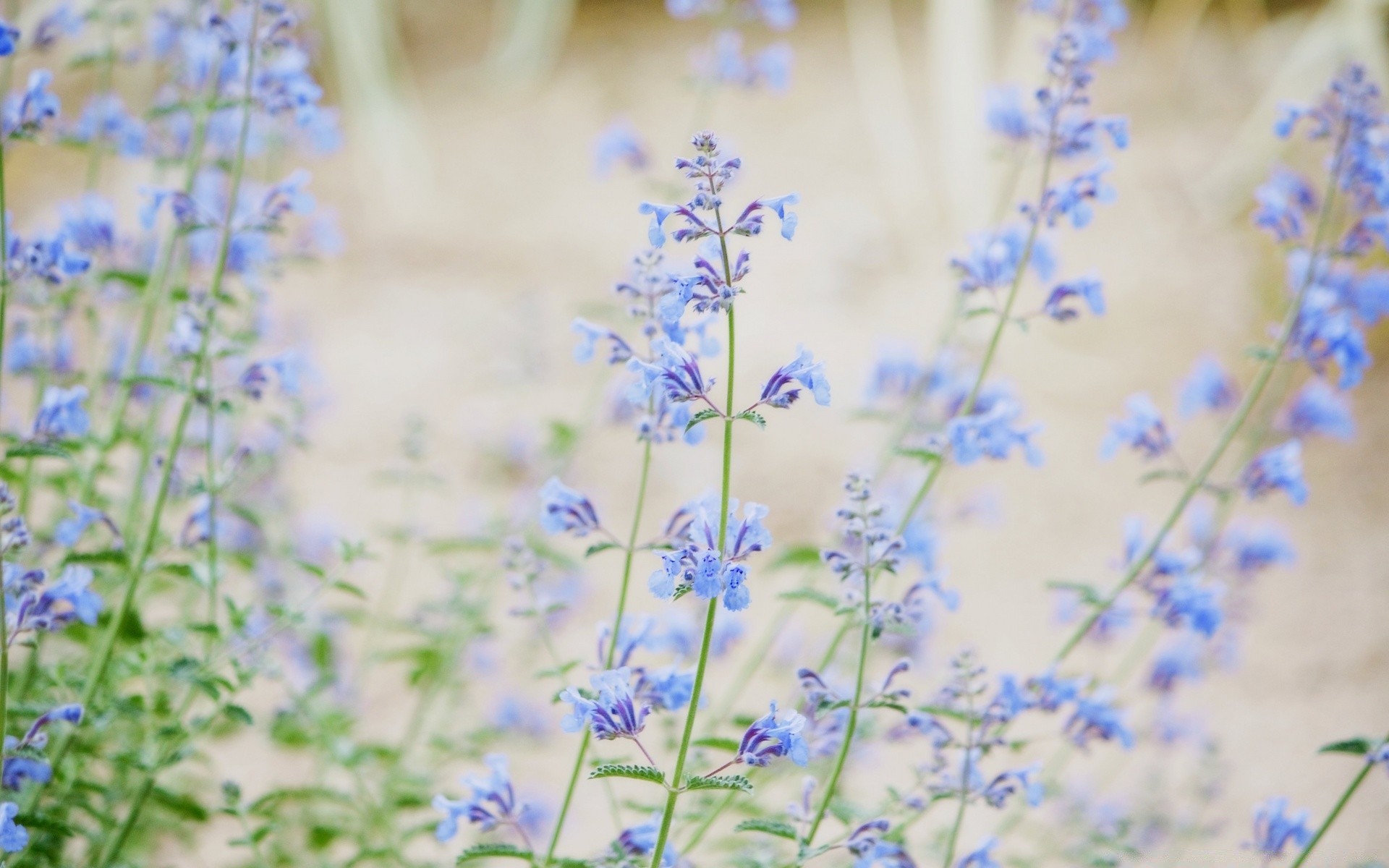 makro kwiat flora aromaterapia lawenda natura kwiatowy lato zioła aromatyczne ziołowe perfumy ogród liść kolor bluming violet bukiet medycyna