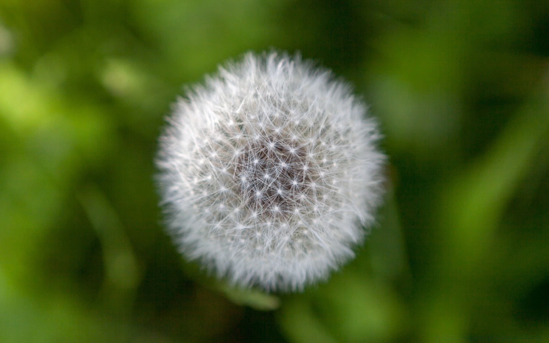 makroaufnahme flora natur löwenzahn wachstum blume sommer gras schließen flaumig im freien sanft hell blatt garten wenig samen farbe