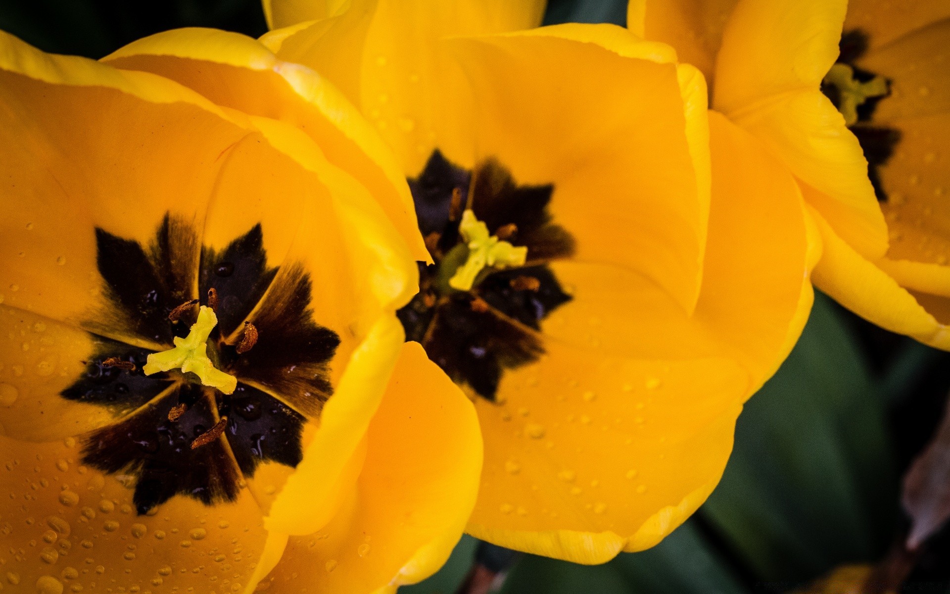 makroaufnahme blume natur blatt flora farbe hell garten sommer schön pollen unschärfe blumen blütenblatt insekt im freien licht