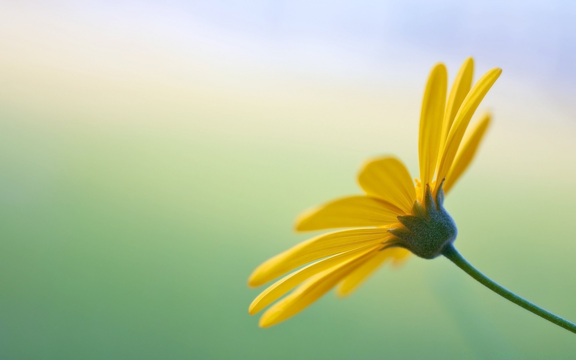 macro nature flower summer bright flora color fair weather blur growth sun leaf