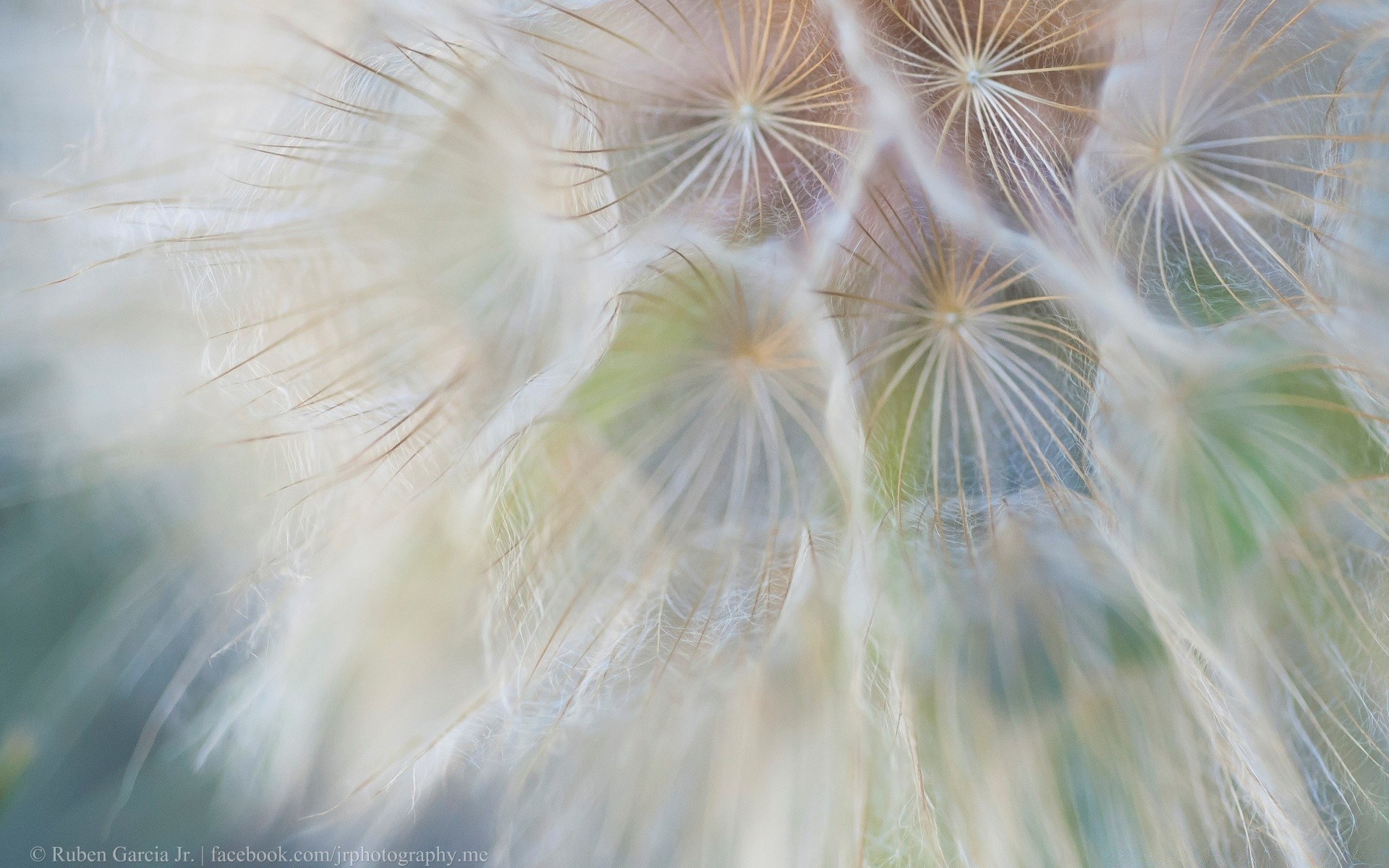 macro para baixo dente-de-leão natureza abstrato desktop verão brilhante delicada bonita suavidade cor luz borrão flora semente ao ar livre padrão design flor