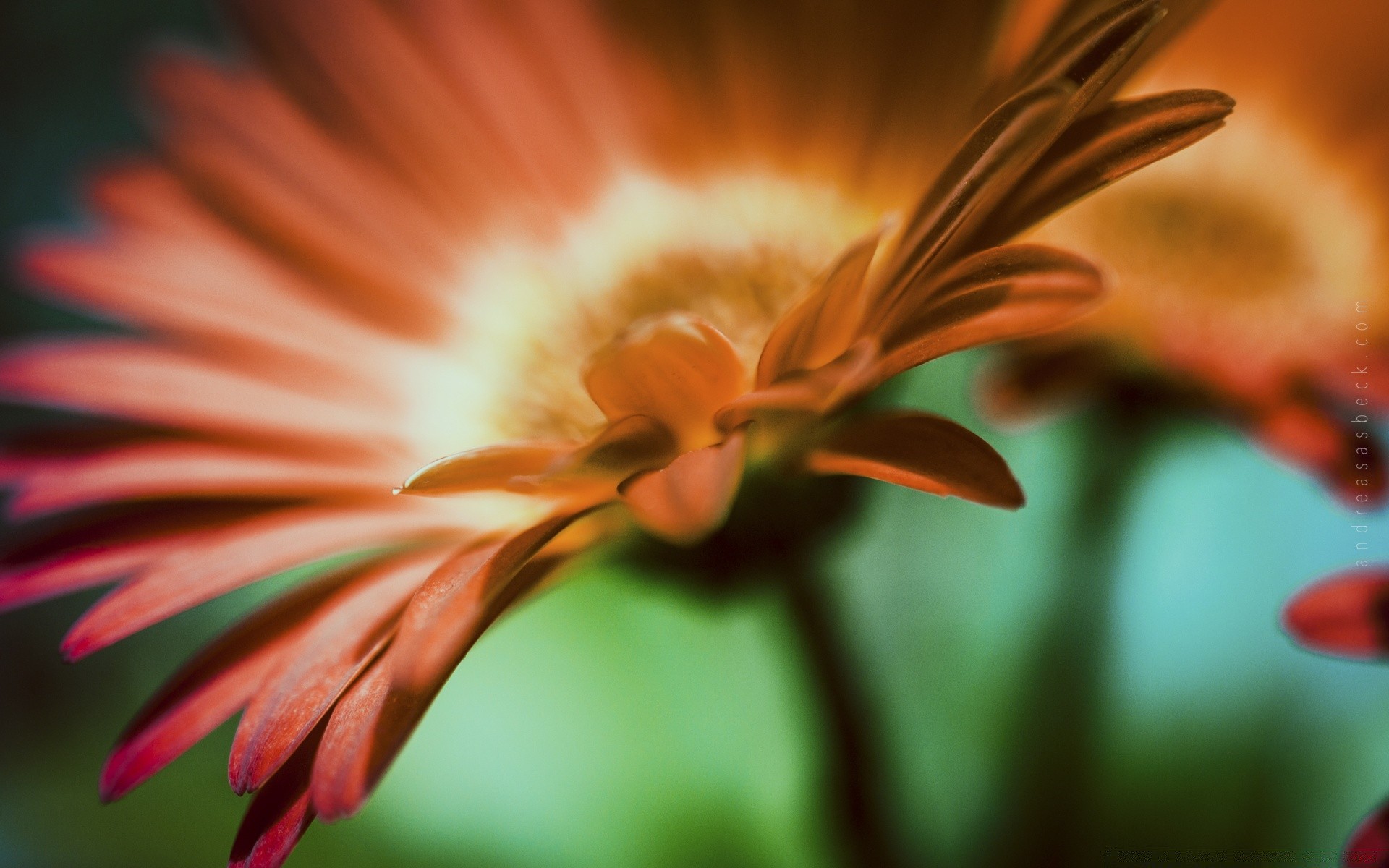 macro flou nature fleur couleur lumineux