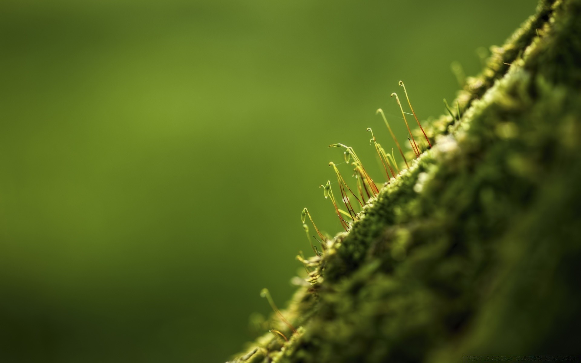 fotografía macro naturaleza hoja desenfoque crecimiento flora al aire libre lluvia hierba dof jardín verano buen tiempo exuberante resumen enfoque amanecer fern luz sol