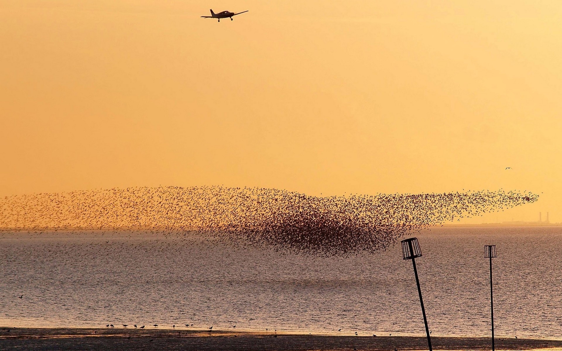 aviation coucher de soleil plage aube eau mer soir océan paysage soleil mer rétro-éclairé crépuscule sable ciel oiseau voyage brouillard lumière lumière du jour