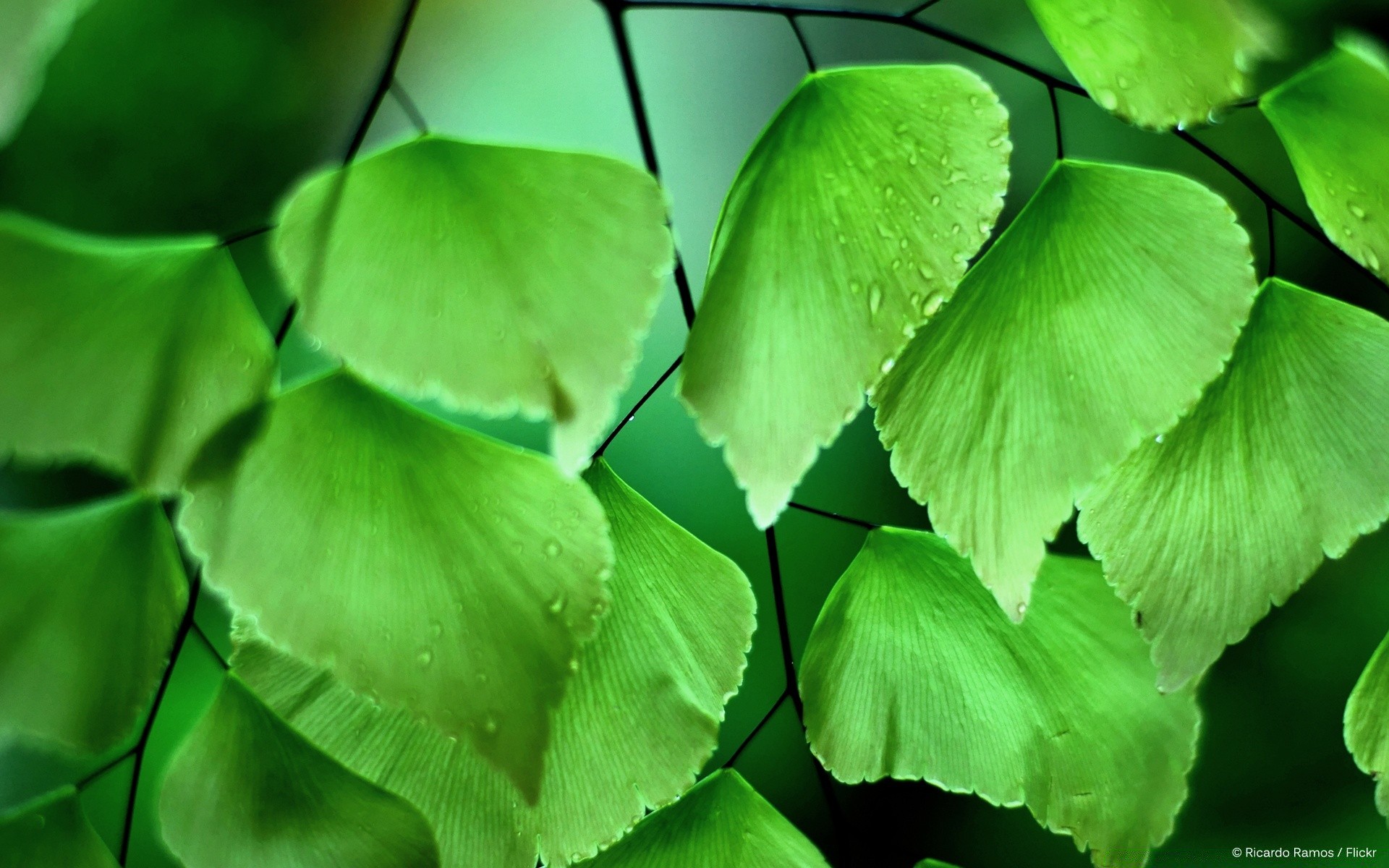 macro leaf flora nature ginkgo clover growth garden environment herbal ecology medicine lush tree outdoors luck close-up alternative herb light