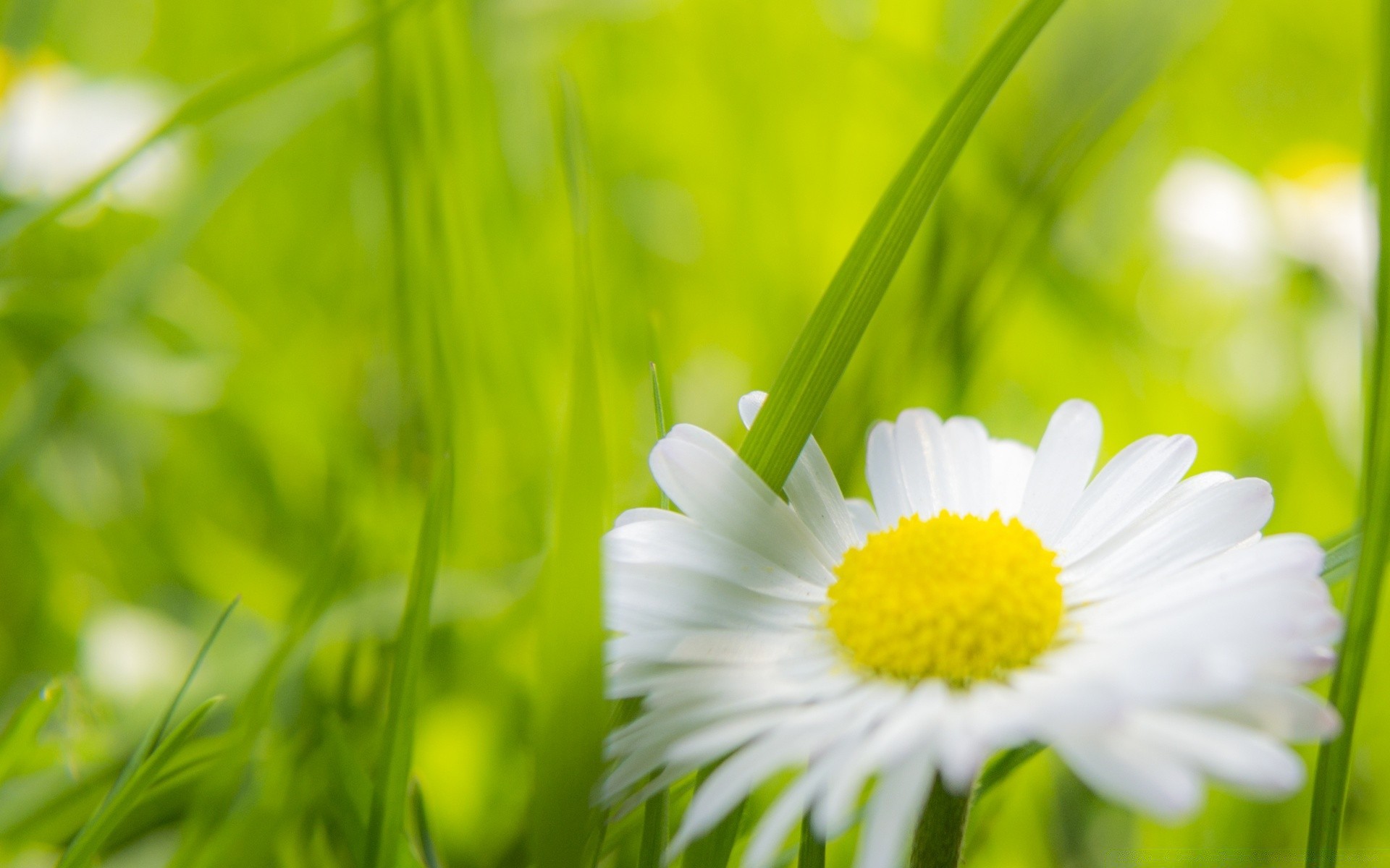 makro fotoğrafçılığı doğa çimen yaz flora yaprak büyüme alan saman bahçe papatyalar güzel hava parlak çevre güneş yakın çekim kırsal çim tazelik çiçek