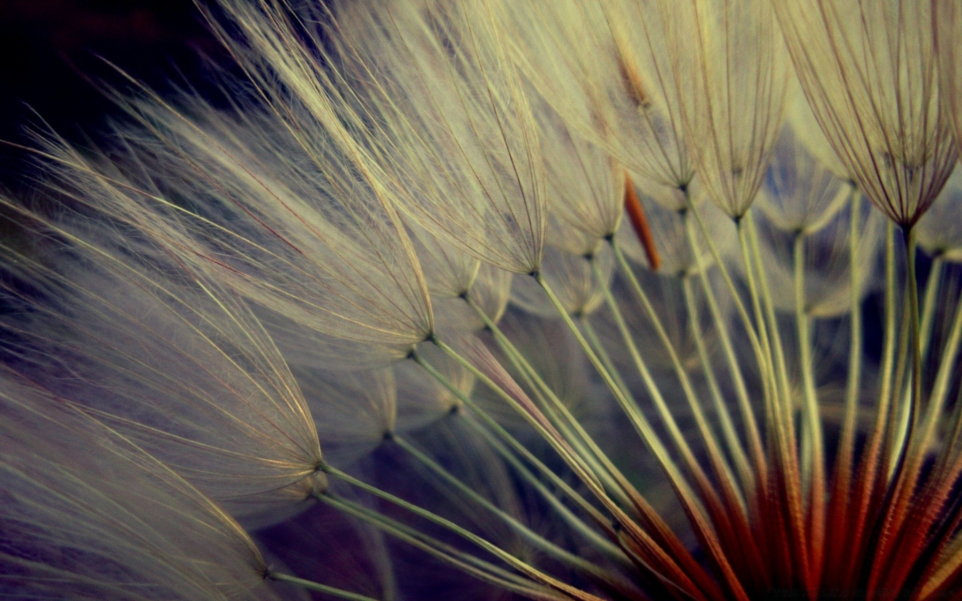 macro astratto fiamma colore desktop arte luminoso fuochi d artificio natura struttura luce estate bella