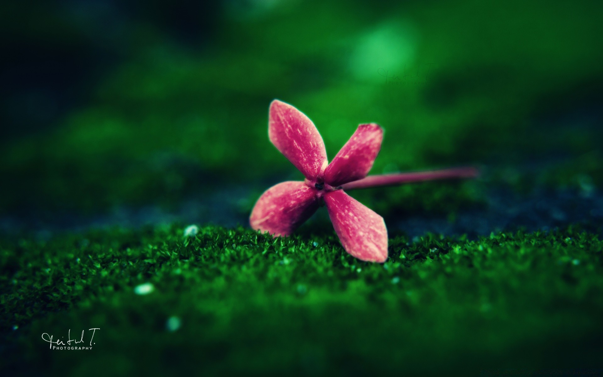 macro nature à l extérieur été feuille flou croissance lumineux herbe fleur flore