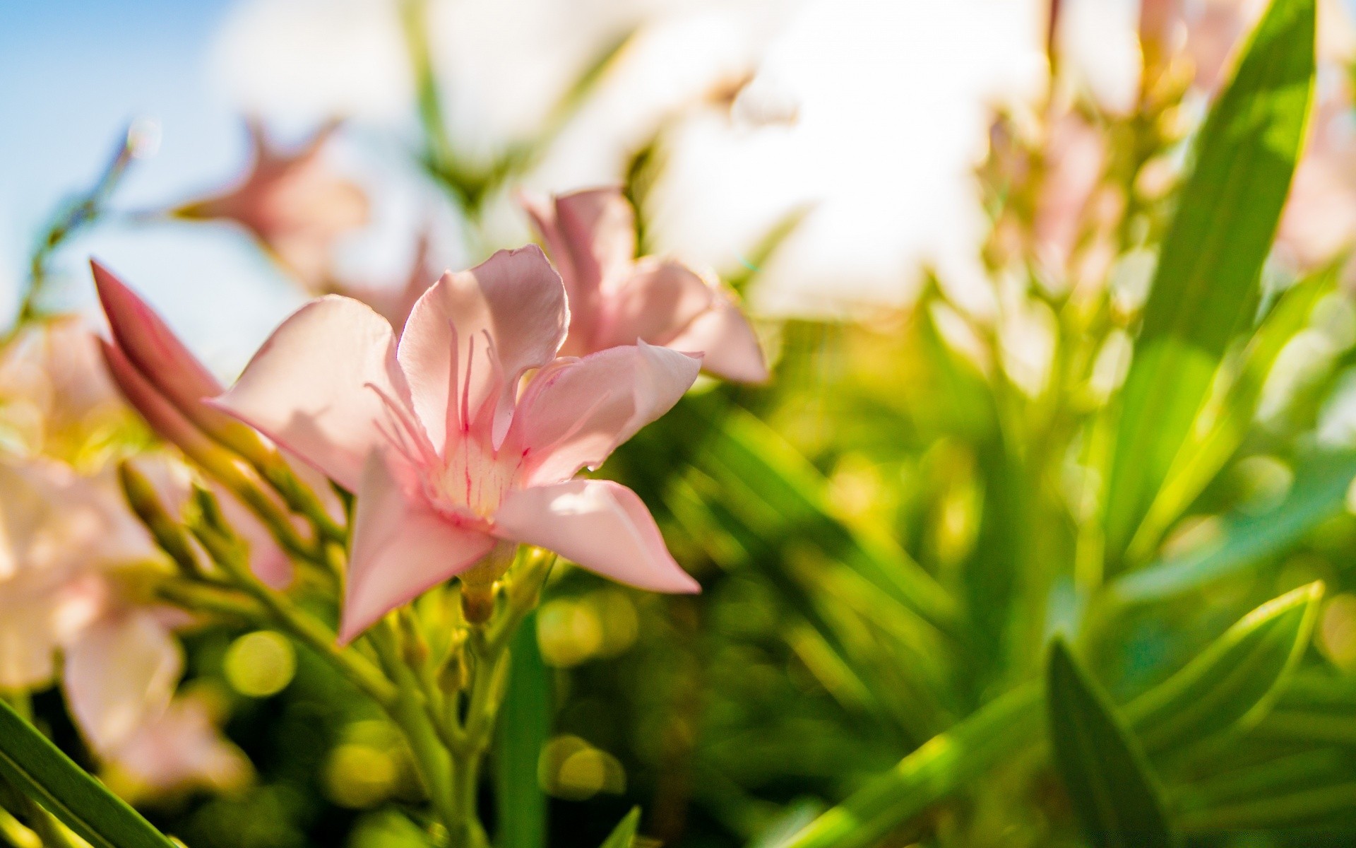 makro fotoğrafçılığı doğa yaprak çiçek flora yaz bahçe parlak çiçek güzel hava renk çiçeklenme paskalya büyüme güneş