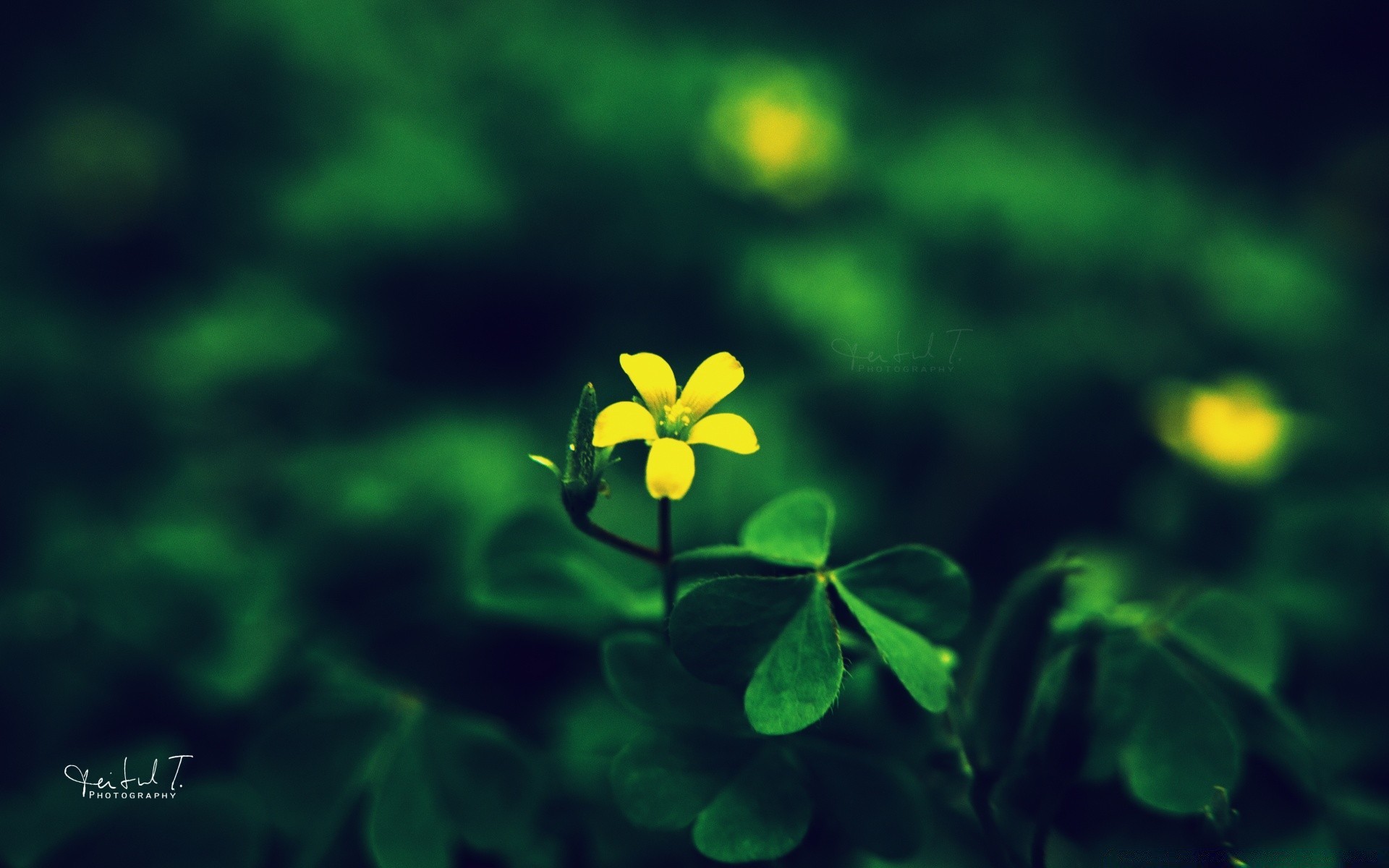 makro fotoğrafçılığı yaprak doğa yonca flora büyüme yaz açık havada çiçek bulanıklık bahçe parlak güzel hava yemyeşil