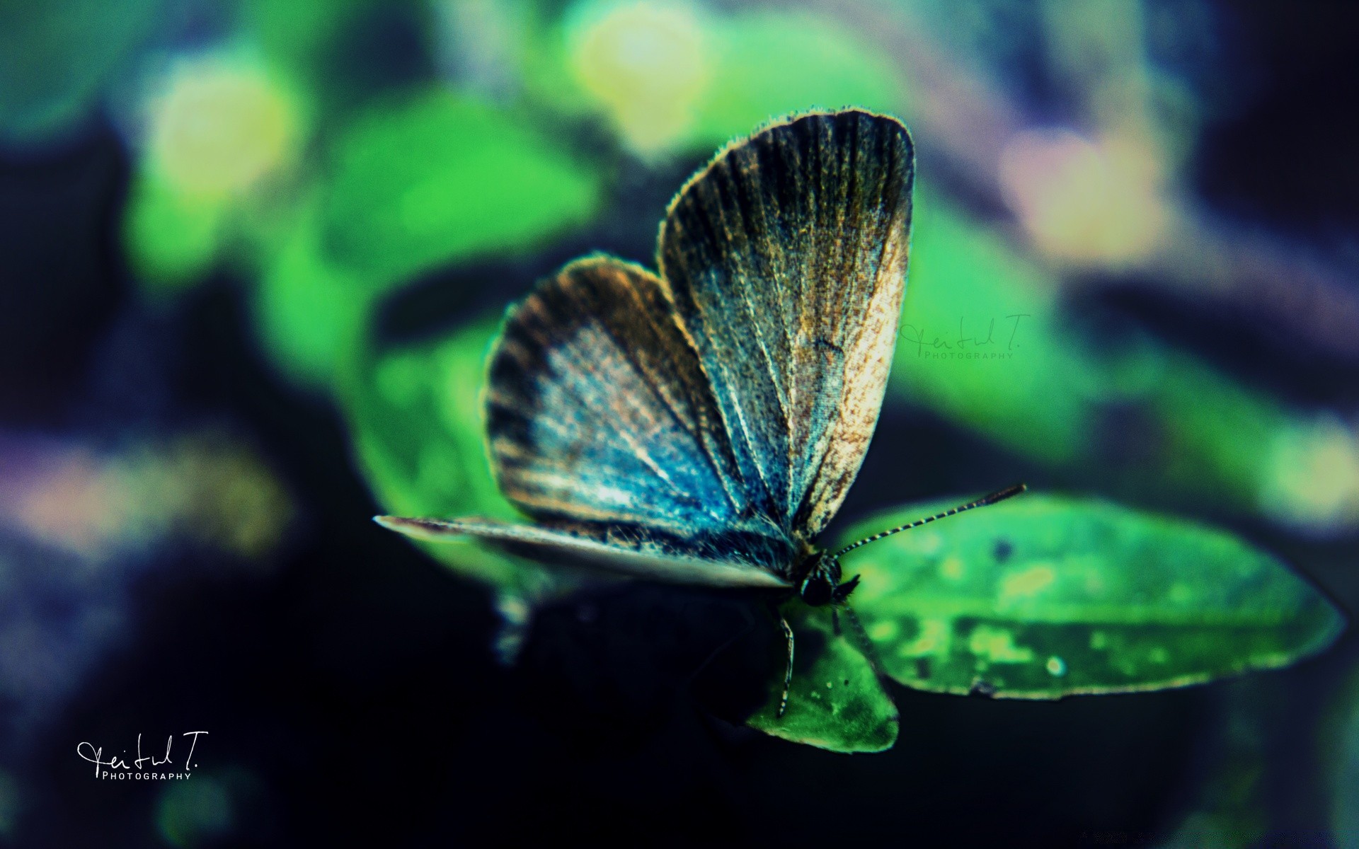 macro butterfly nature insect outdoors summer invertebrate wildlife leaf tropical wing biology lepidoptera delicate light blur animal garden monarch flora