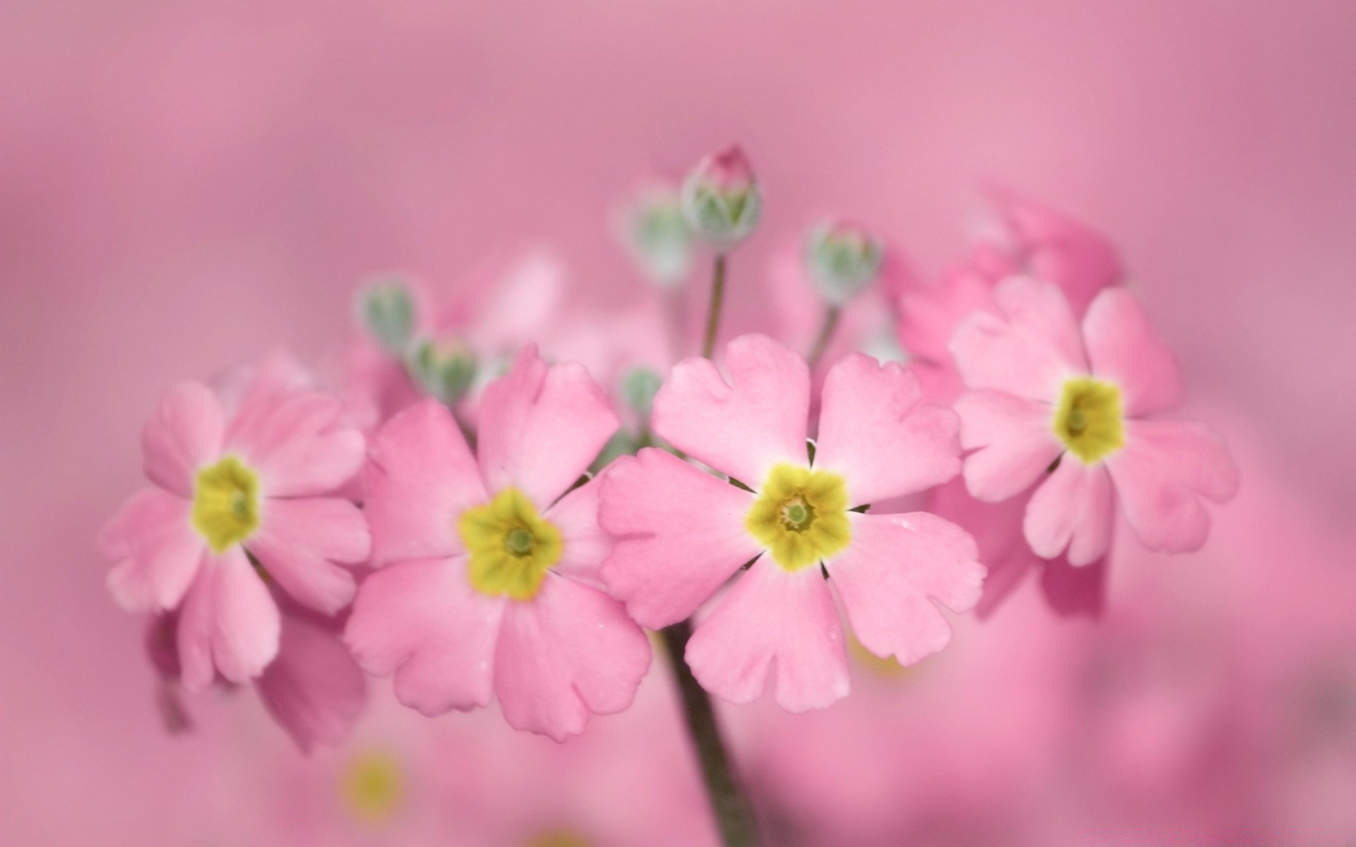 macro flower nature flora petal summer floral blooming garden leaf color bright beautiful close-up growth bouquet season