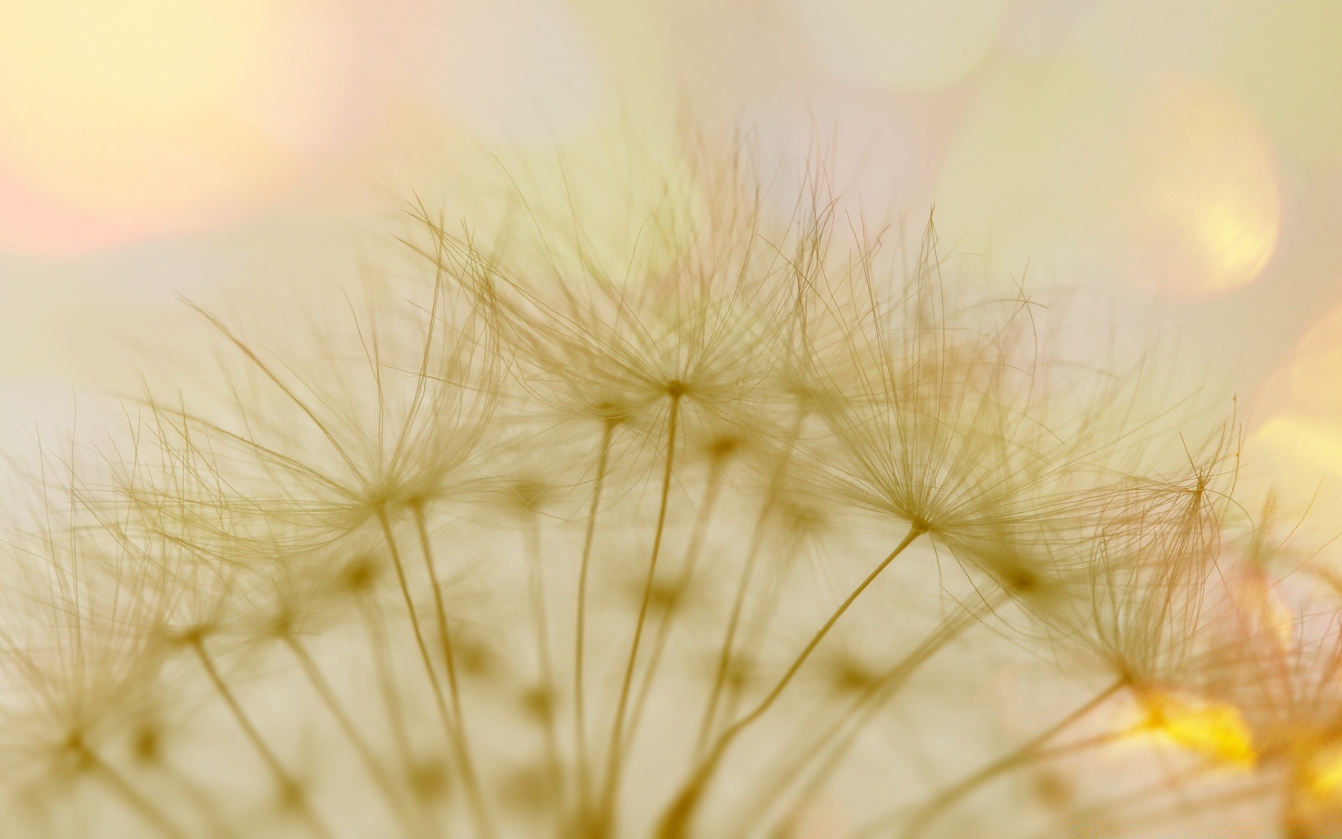 macro dente di leone astratto desktop natura colore lanugine campo seme erba luce fiore flora bella oro sfondo arte struttura estate morbidezza sfocatura