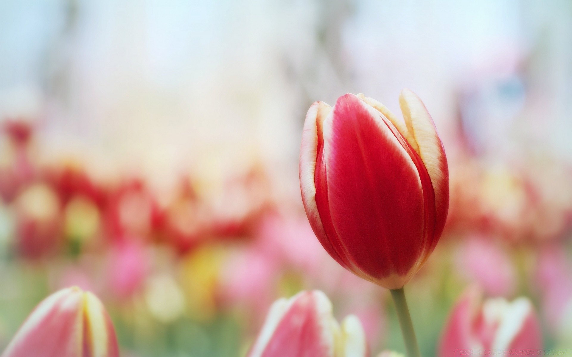 macro tulip nature flower easter flora garden summer bright color leaf floral bouquet petal growth love season