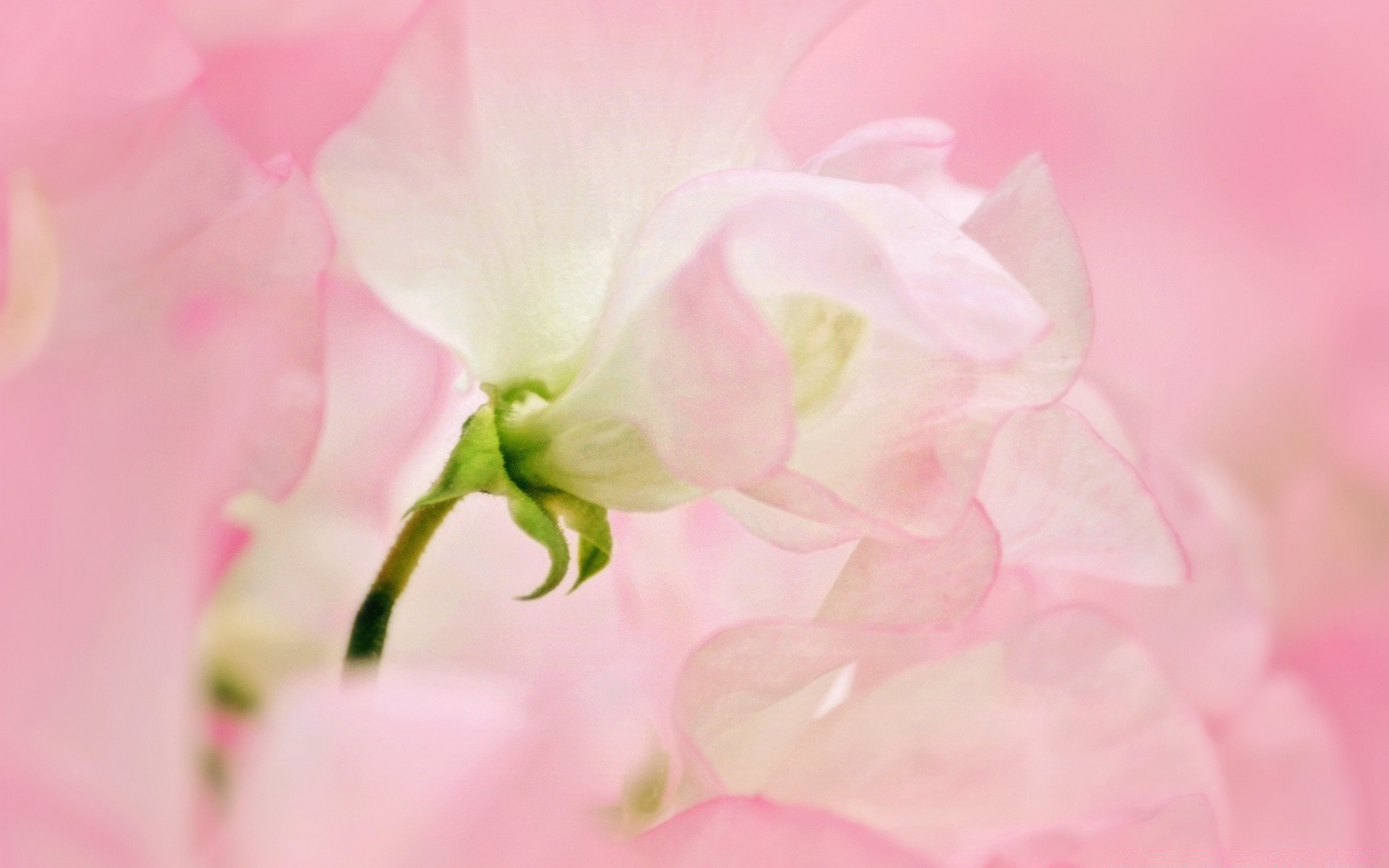 macro flor flora natureza folha jardim floral cor bonita verão brilhante blooming pastel delicado pétala close-up casamento amigo romance amor