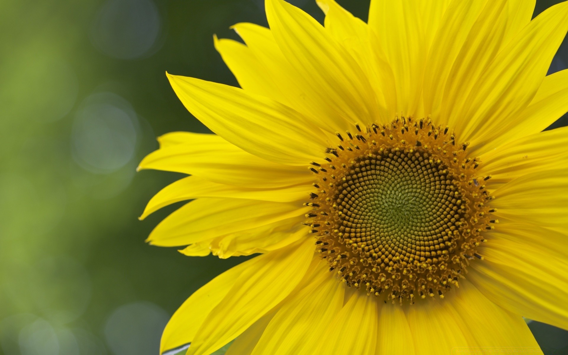 macro nature été flore fleur tournesol lumineux feuille croissance pétale gros plan pollen beau couleur jardin