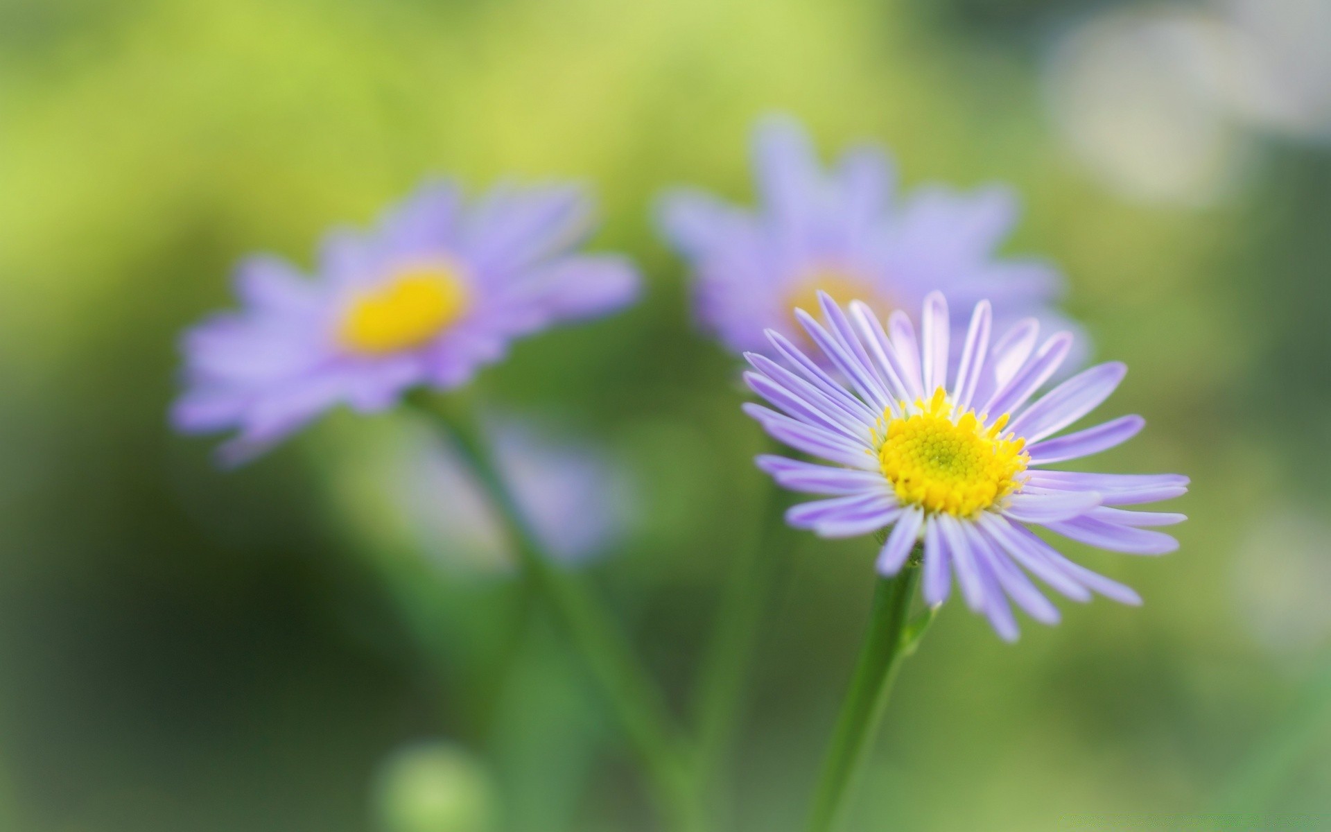 macro nature flora flower summer leaf garden bright growth petal chamomile grass field wild blooming hayfield close-up floral season color