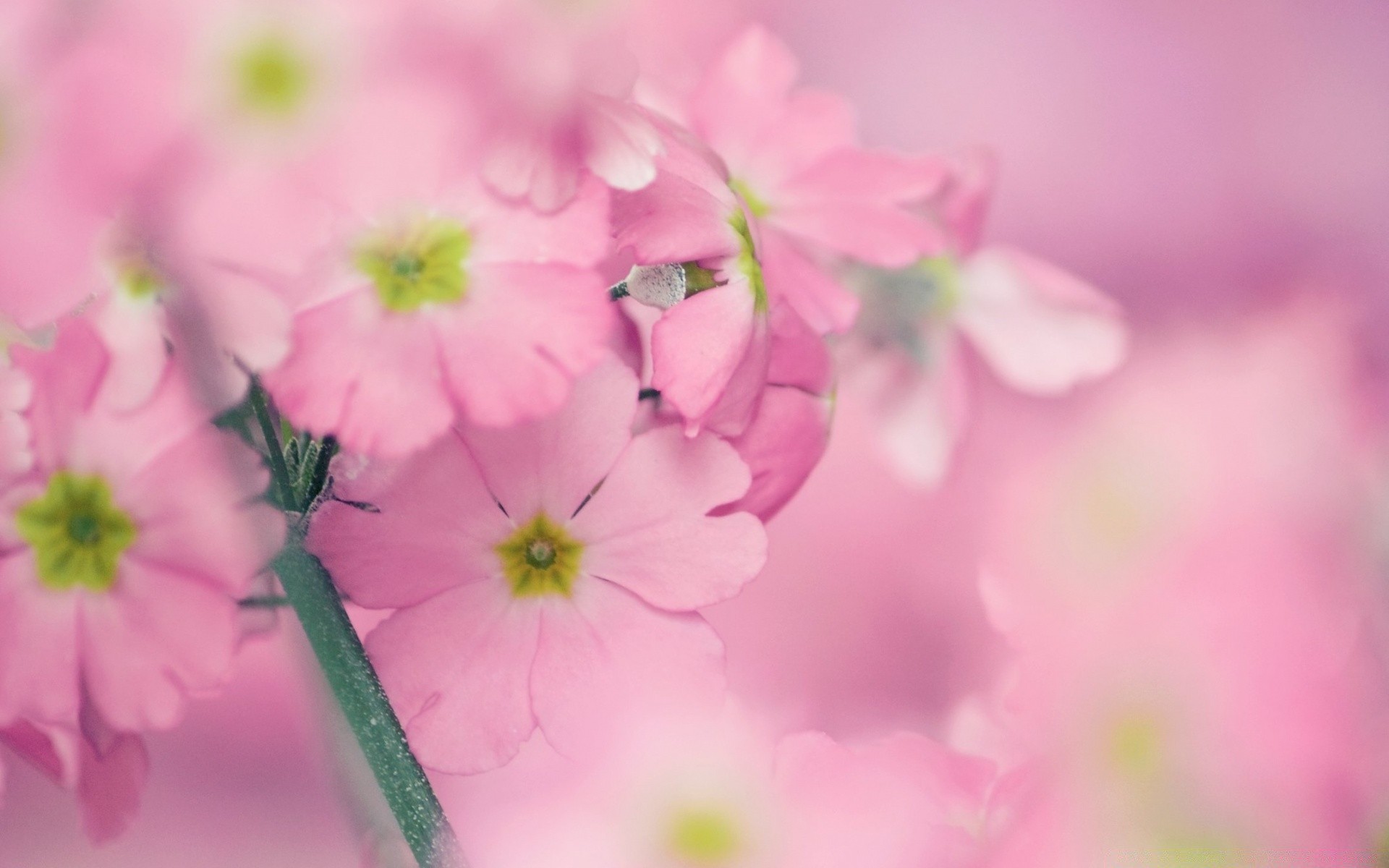 makro natur blume flora sommer garten blatt blütenblatt blumen blühen hell schließen wachstum gutes wetter feld farbe zart schön saison