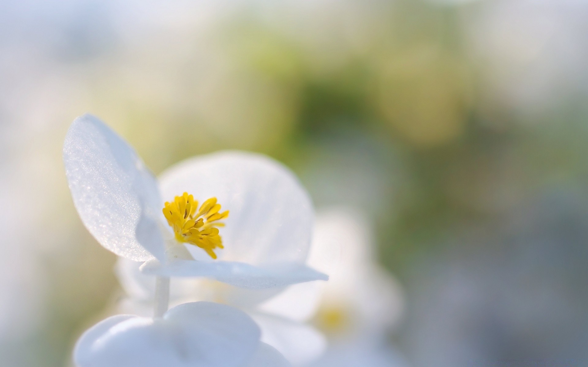 macro nature flou fleur feuille flore été lumineux jardin beau temps dof croissance à l extérieur délicat pétale gros plan