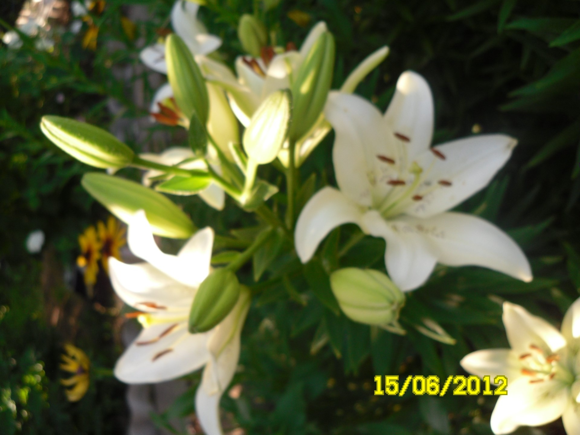 blumen natur blume blatt sommer im freien flora wachstum hell blütenblatt garten gutes wetter ostern sanft blühen