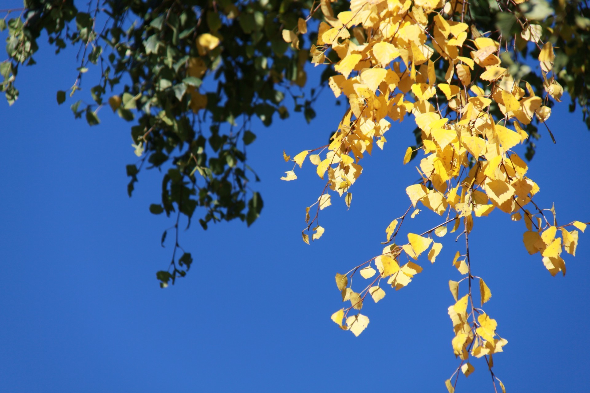 blätter blatt baum natur im freien flora filiale holz gutes wetter herbst jahreszeit blume wachstum sommer himmel hell