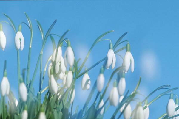 Blumen auf Himmelshintergrund mit weißen Köpfen