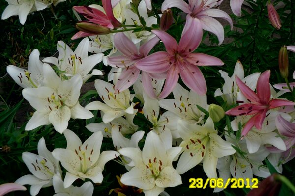 Summer bouquets, lilies. Daylily