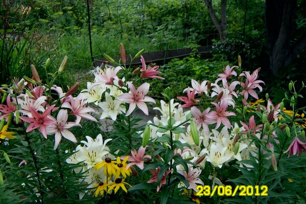 Blumen auf dem Hintergrund eines dichten Waldes