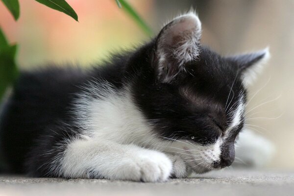 Gattino nero che dorme sotto un fiore