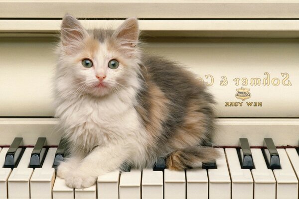 Gatinho fofo subiu no piano