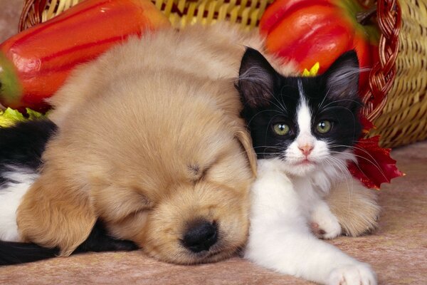 Animales lindos. Cachorro y gatito