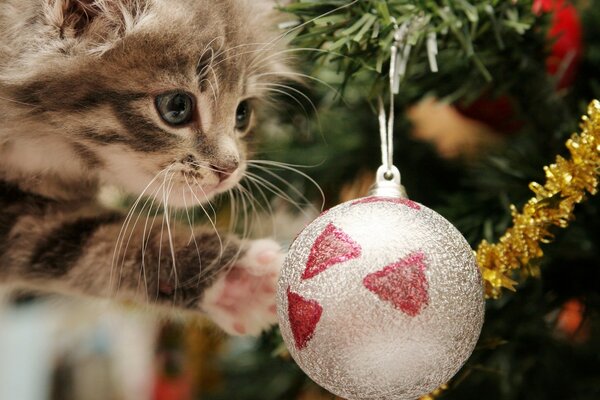 A gray kitten is trying to steal a toy