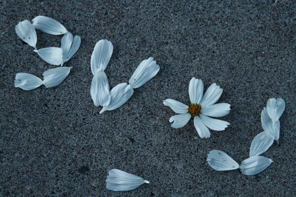 Lettera d amore foderata con fiori estivi