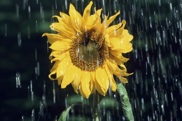 Sommerregen bewässert Sonnenblumen