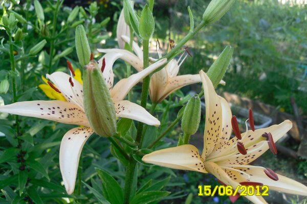 Schöne Blumen von ungewöhnlicher Farbe